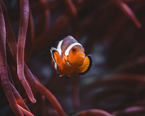 Clownfish Photo Print
