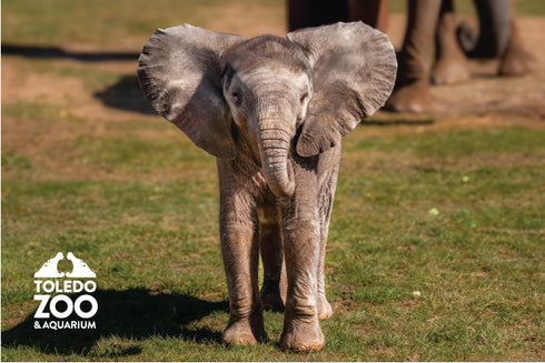 Elephant Kirkja Post Card