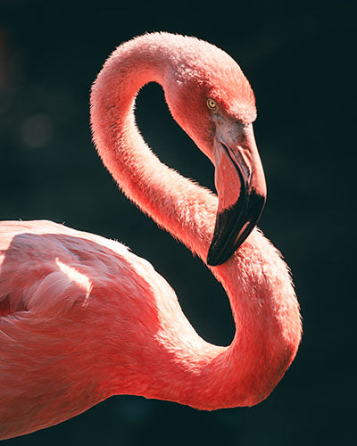 California Flamingo Photo Print