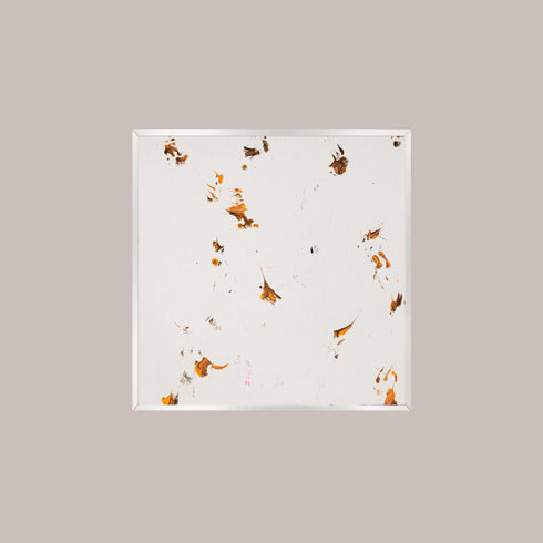 G7-3 Galapagos Tortoise