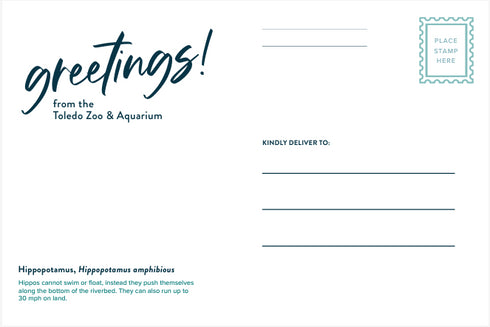 Hippo Post Card