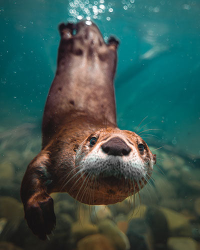 North American River Otter (Tilly) Photo Print