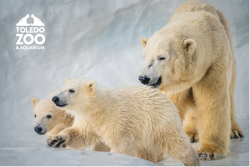 Polar Bear Post Card