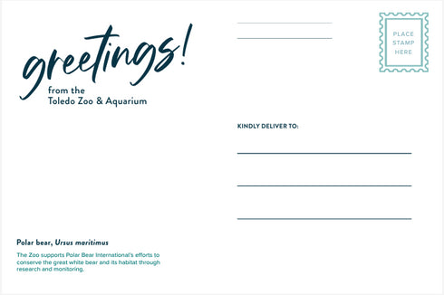 Polar Bear Post Card