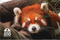Red Panda Post Card