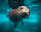 California Sea Lion Photo Print