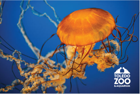 Sea Nettle Post Card