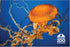 Sea Nettle Post Card