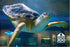 Sea Turtle Tink Post Card
