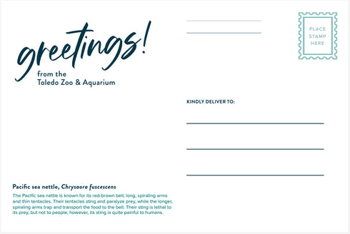 Sea Nettle Post Card