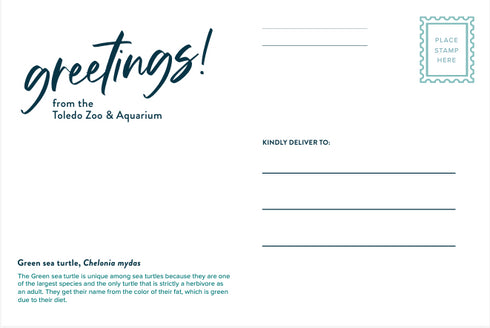 Sea Turtle Tink Post Card