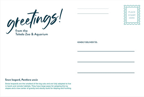 Snow Leopard Post Card