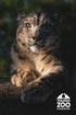 Snow Leopard Post Card