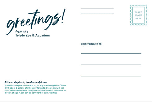 Elephant Kirkja Post Card